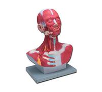 GiMa 40015 modèle Muscles testa-collo, Lot de 1 pièce
