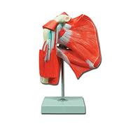 GiMa 40016 modèle Muscles de la épaule, Lot de 1 pièce