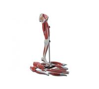 GiMa 40018 modèle Muscles jambe, Lot de 1 pièce
