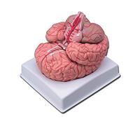 GiMa 40020 modèle cerveau avec artères, Lot de 1 pièce