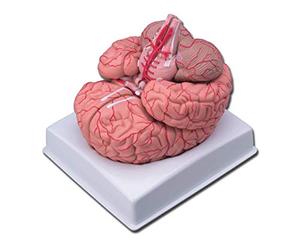 GiMa 40020 modèle cerveau avec artères, Lot de 1 pièce