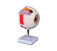 Gima - Modèle anatomique du cerveau humain, cerveau régional coloré, modulaire en 1 partie, grossissement