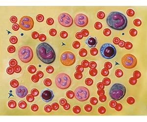 GiMa 40077 modèle cellules de sang, 2000 x, lot de 1 pièce