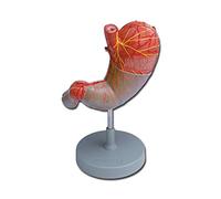 GiMa 40088 modèle estomac, Lot de 1 pièce