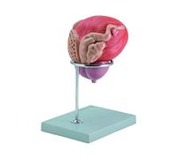 GiMa 40094 modèle rein avec glande surrénale et corpuscolo rénale