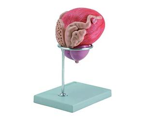 Gima 40090 anatomique Modèle d'mâle vessie avec Prostate, Lot de 1 pièce