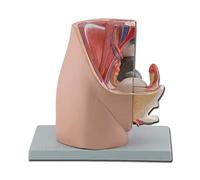 GiMa 40100 modèle oreille génitale féminine, Coffret 1 pièce