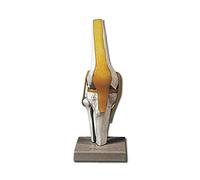 GiMa 40101 modèle artcolazione genou, Lot de 1 pièce