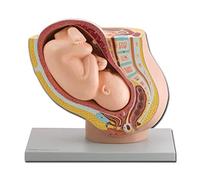 GiMa 40110 modèle pelvienne avec foetus, Lot de 1 pièce