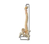 GiMa 40130 modèle colonne vertébrale, avec têtes la hanche