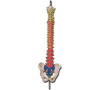 GiMa 40133 modèle colonne vertébrale, avec code couleur