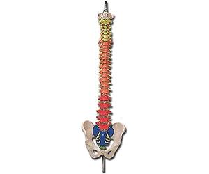 GiMa 40133 modèle colonne vertébrale, avec code couleur