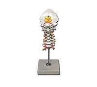 GiMa 40133 modèle colonne vertébrale, avec code couleur