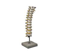 GiMa 40137 modèle colonne thoracique, Lot de 1 pièce