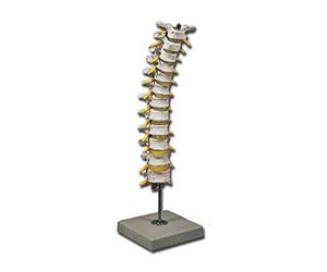 GiMa 40137 modèle colonne thoracique, Lot de 1 pièce