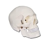 Gima 40155 - Modèle tête de mort, blanc, ligne de valeur, séparable en 3 parties, pour l'enseignement, la pratique médicale, les étudiants, grossissement x1