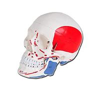 GIMA 40156 Tête de mort humaine, 1 x numérotée, anatomie, modèle éducatif