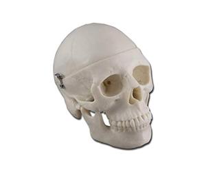 GiMa 40165 modèle Mini Crâne, Lot de 1 pièce
