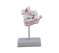GiMa 40206 modèle denture des jeunes, Lot de 1 pièce