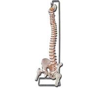 Gima - Modèle anatomique de colonne vertébrale flexible humaine, avec têtes de fémur et sacrum ouvert, très détaillé, grossissement x1.