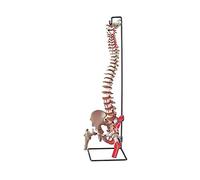 Gima - Modèle anatomique de colonne vertébrale humaine, avec têtes de fœur et inserts musculaires colorés, très détaillé, grossissement 1x