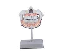 Gima - Modèle anatomique de modèle de dents permanentes, très détaillé, grossissement x1