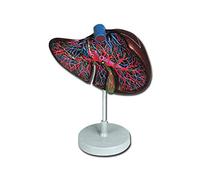 Gima - Modèle anatomique du foie humain, sectionné, 1 partie, grossissement 1,5x