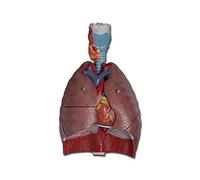 Gima - Modèle anatomique du système respiratoire humain, modulaire en 7 parties, grossissement x1