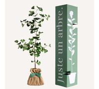 Ginkgo biloba - arbre porte bonheur