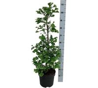 Ginkgo Tree ca. 30 cm - Plante de Ginkgo biloba - résistante au froid - Arbre d'ornement - espèce la plus ancienne - convient au bonsaï