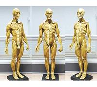 GIQKDZNUO Modèles de squelettes anatomiques, modèle éducatif, Figure Anatomique Masculine, modèle Anatomique musculo-squelettique Humain, 23,6 pouces/60 cm, Peinture, Sculpture, référence an