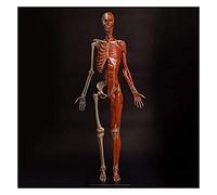 GIQKDZNUO Outil d'apprentissage Anatomie féminine Figure Corps Humain Dessin Anatomique Figures Modèle Corps Humain Muscle et Squelette Modèle Anatomique Modèle Squelette