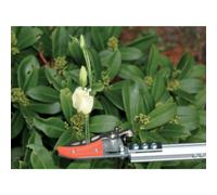 Girafe de coupe, petit