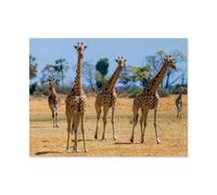 Girafes,Puzzle pour Adultes 1000 Pièces en Papier Puzzles Jeu Cadeau Accueil Décoratif Mots Croisés(50x70cm)-AS66