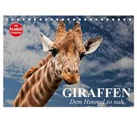 Giraffen. Dem Himmel so nah (Tischkalender 2026 DIN A5 quer), CALVENDO Monatskalender: Lustige Gesichter auf eleganten und sehr langen Hälsen