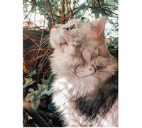 Girafus Traceur Chat Sans Abonnement Radio Localisateur Mini Tracker Pour Collier Chat Chien Suivi Jusqu'à 4 Animaux Fonctionne A