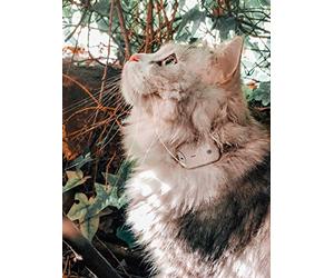 Girafus/Traceur Chat/sans Abonnement/Radio Localisateur -Non GPS/Mini Tracker pour Collier Chat Chien/Suivi Jusqu’à 4 Animaux/Fonctionne Aussi en Espace Clos / + Chargeur Inclus