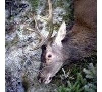 Girls in Hawaii - Plan Your Escape [Import]