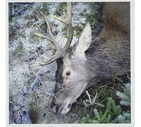 Girls in Hawaii - Plan Your Escape [Import]