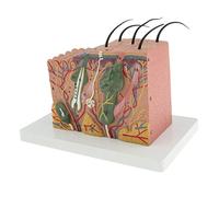 Gitohoni Human Skin Tissue Block Maquette Simulation Anatomie Structure Nerveuse Glandes Portable PVC Adapté à L'Éducation Scientifique Matériel de Formation