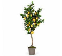 Giulia Grillo Usine de Citron Seminatural Fruits Jaunes Tronc Mansanisi (300)