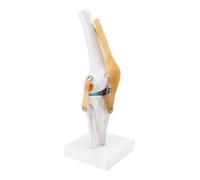 Giwnhvx Articulation anatomique médicale du genou avec ligaments, taille réelle, démonstration d'enseignement orthopédique
