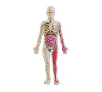 Giwnhvx Assemblage DIY D'un Modèle de Squelette D'Organe Humain Noctilucent pour L'Anatomie de la Biologie de la Petite Enfance, Enseignement Primaire et Secondaire