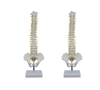 Giwnhvx Lot de 2 modèles de colonne vertébrale humaine de 45 cm avec modèle pelvien, anatomie humaine, modèle de colonne vertébrale + support flexible