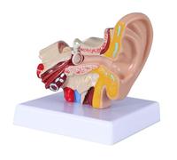 Giwnhvx Modèle D'Anatomie de L'Oreille Humaine 1,5 Fois Montrant la Structure des Organes de L'Oreille Centrale et Externe. Démonstration
