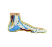 Giwnhvx Modèle D'Anatomie Du Pied, Modèle de Pied D'Anatomie Humaine, Modèle de Pied Arqué Plat Normal, Modèle de Muscle Du Pied Humain Pieds Plats (Normal)