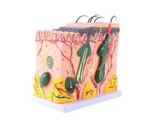 Giwnhvx Modèle de Peau Structure des Cheveux de la Peau Modèle Agrandi Modèle D'Anatomie Anatomie Scientifique pour L'Apprentissage en Classe Affichage Enseignement