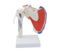 Giwnhvx Modèle D'Épaule Musculaire Anatomie Humaine Modèle de Muscle D'Articulation D'Épaule Droite PVC 1 PCS