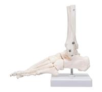 Giwnhvx Modèle Squelettique Du Pied, Métatarse et Phalanges Du Pied Gauche Humain, Simulant le Mouvement Naturel