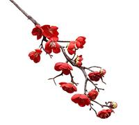 GJGHKLHL Fleurs artificielles, 5 pièces Fleur de Prunier Blanc Artificiel Longue Tige en Plastique Simulation Branches Fleurs Cerisier Fausses pêche Soie - Bouquet Mariage Floral(Red)